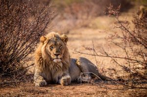 león en áfrica, viajar safari áfrica