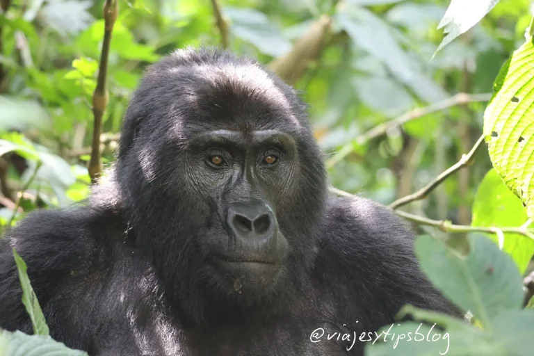 que ver en uganda, trekking con gorilas