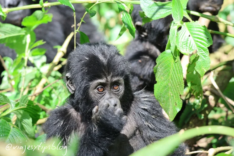 10 Imprescindibles que ver en UGANDA 💚 La Perla de África