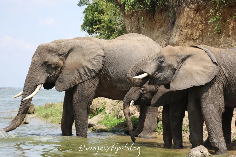 canal de kazinga, que ver en uganda