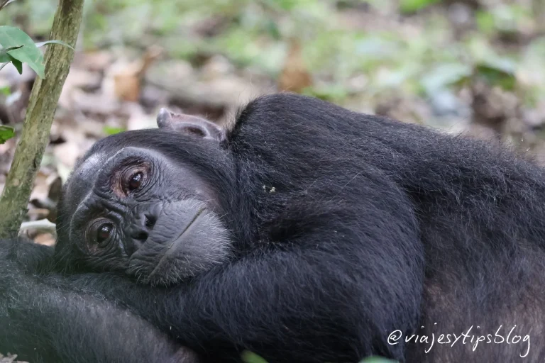chimpancés en kibale, que ver en uganda