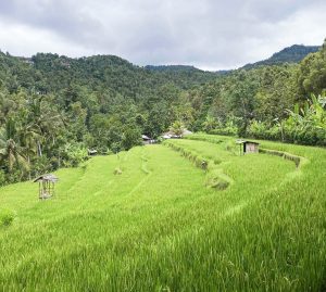 Las mejores Terrazas de Arroz de Bali (Incluye MAPA)