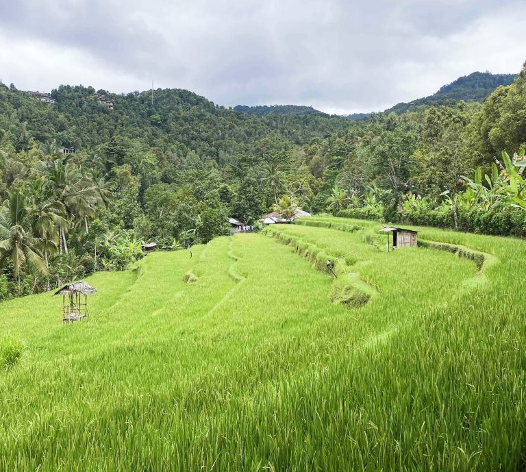 Las mejores Terrazas de Arroz de Bali (Incluye MAPA)