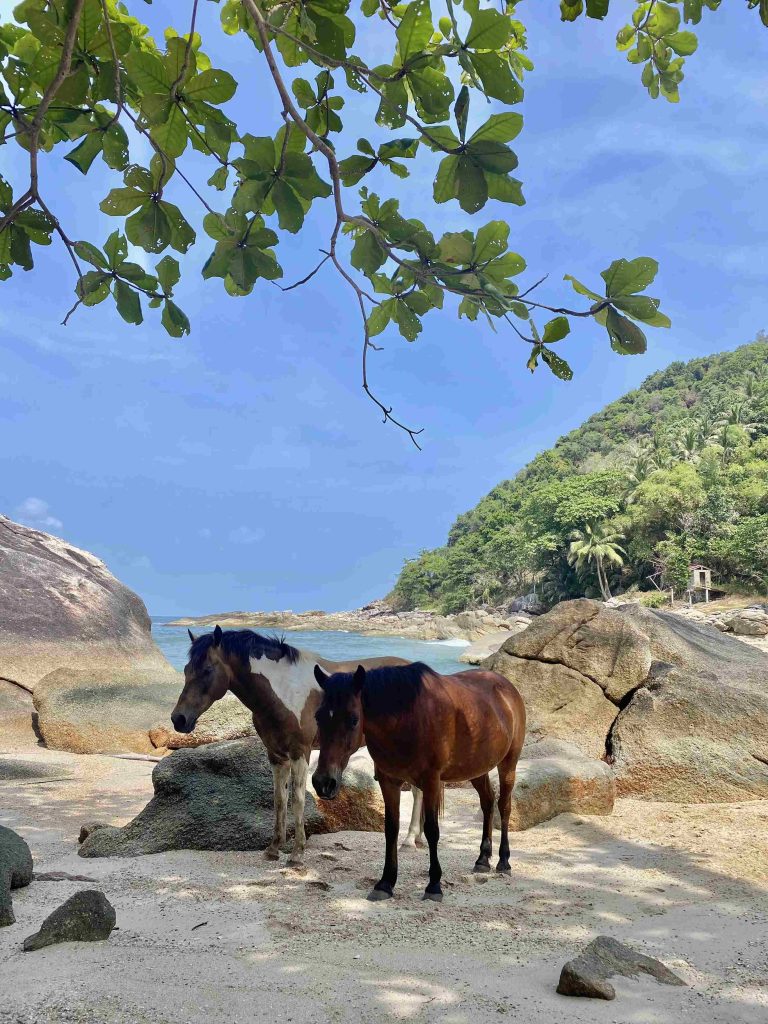 playas Koh Phangan con caballos