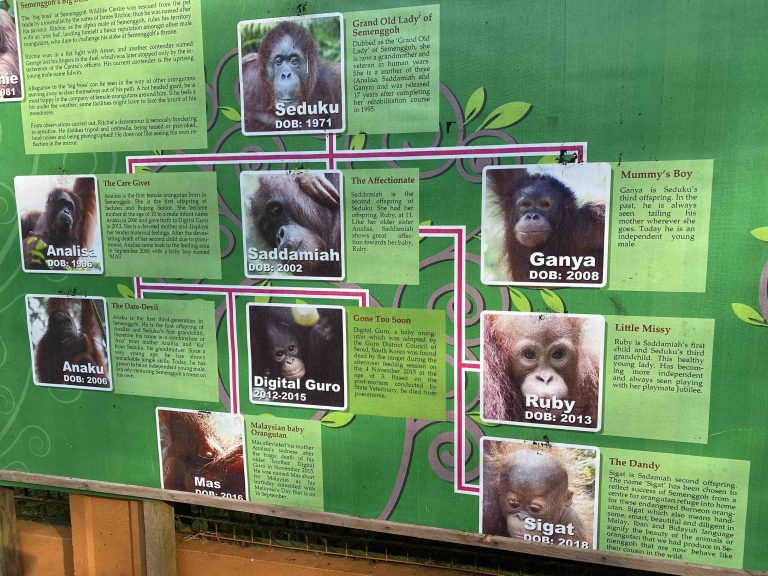 donde ver orangutanes en borneo