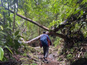 Parque Nacional de Bako (Borneo): Guía Completa 2024