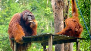 Dónde ver Orangutanes en Borneo (Malasia): Semenggoh Wildlife Center