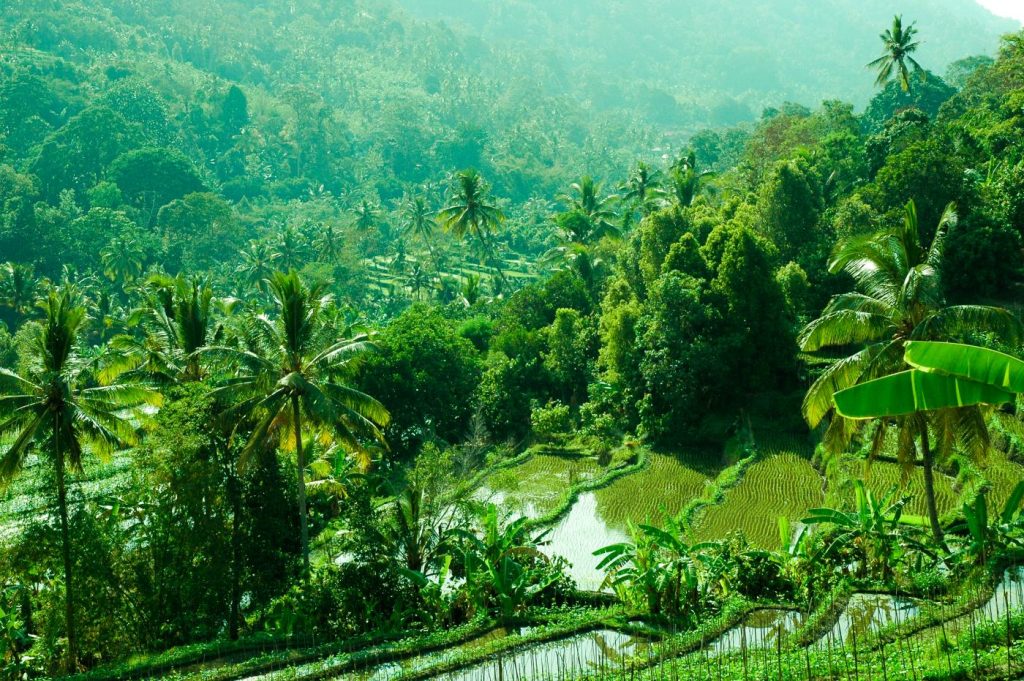 itinerario 15 días bali munduk rice terrace