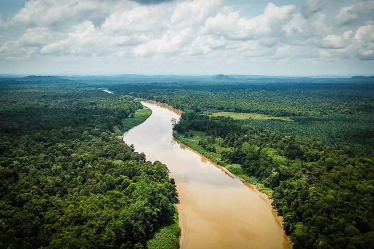 Safari por el Río Kinabatangan (Borneo): Guía completa 2024