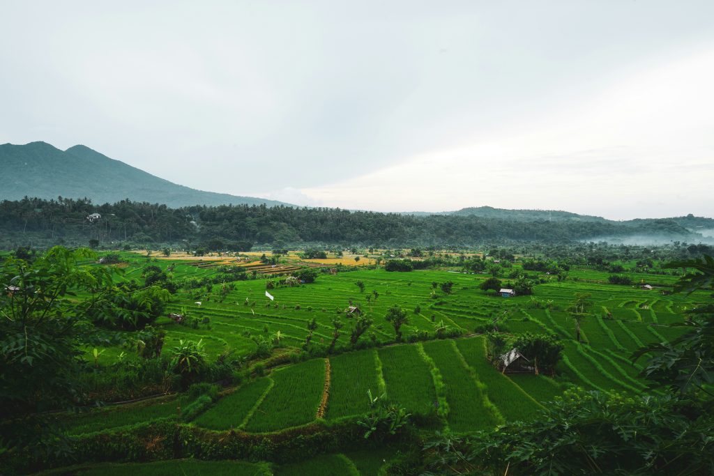 arrozales jatiluwih de bali