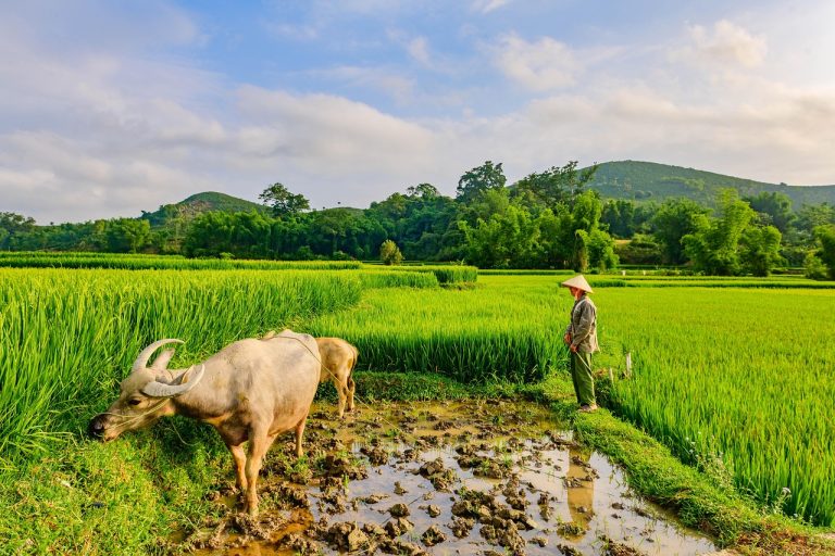 El Mejor Seguro de Viaje para Laos en 2025 [Hasta 15% de DESCUENTO Gratis]