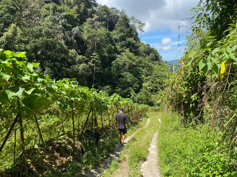 sendero de trekking cameron highlands