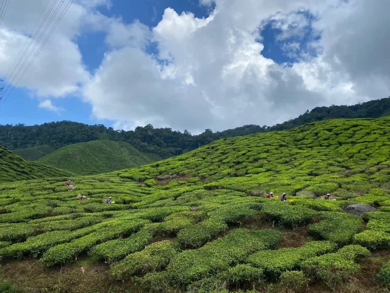 plantaciones de té cameron highlands
