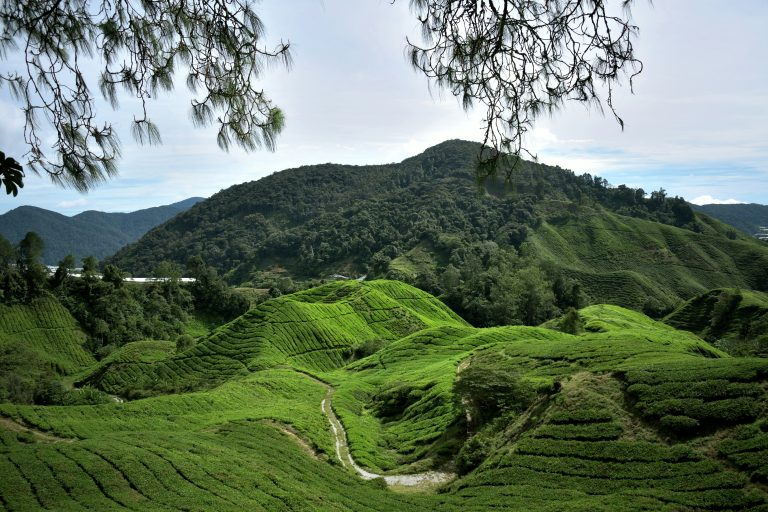 que ver en cameron highlands