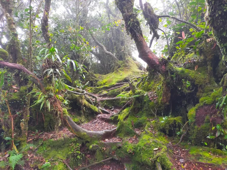 mossy forest cameron highlands