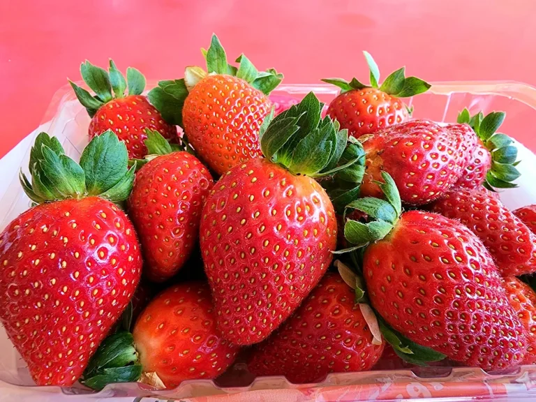 granja de fresas en cameron highlands