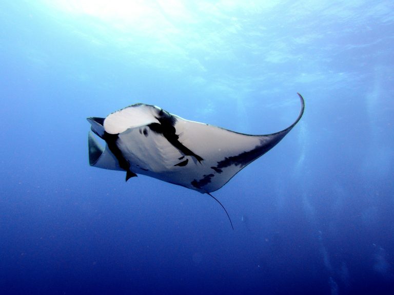 Snorkel y Buceo en Bali: