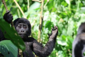 Requisitos para viajar a Uganda en 2026: Visado, Vacunas y todo lo necesario