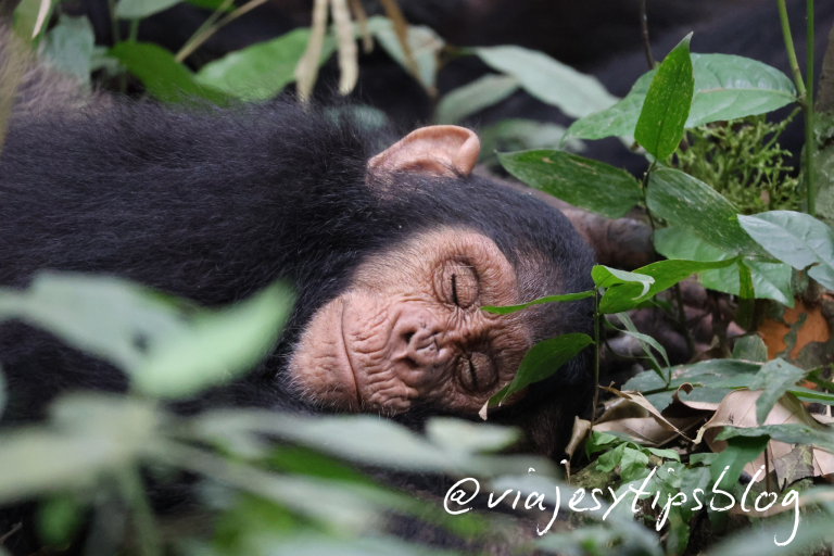 Requisitos para viajar a uganda