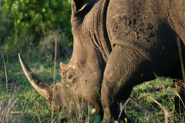 Close-up view of a rhinoceros grazing in its natural habitat, showcasing its impressive horn.