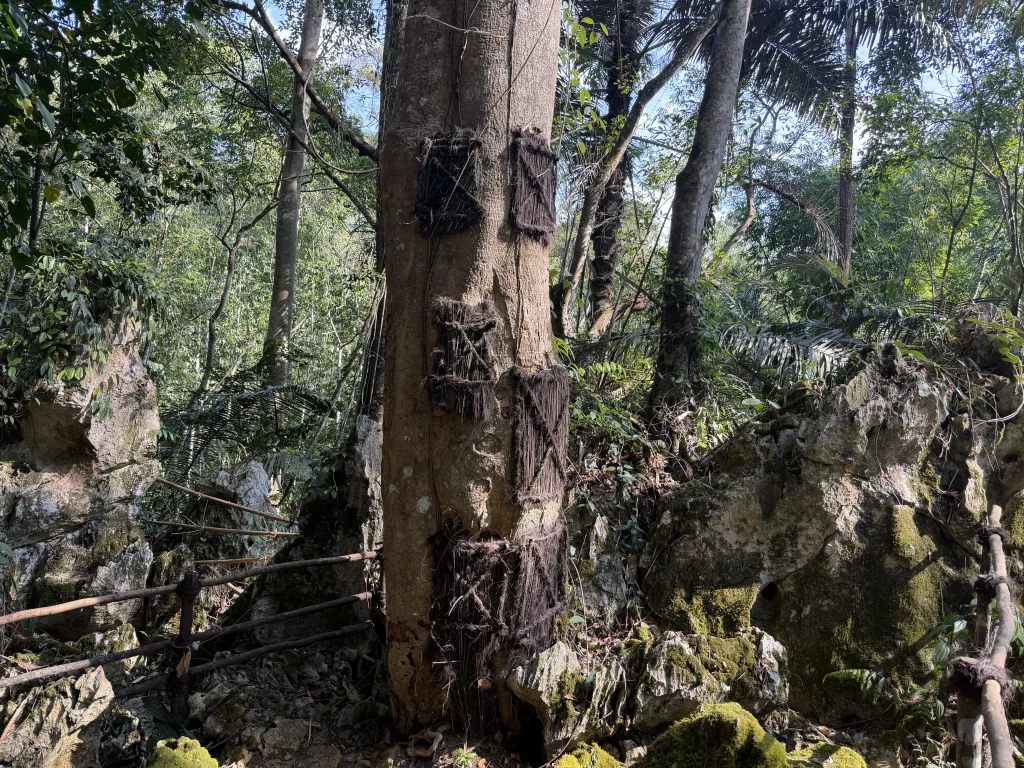 tumba de bebes en tana toraja