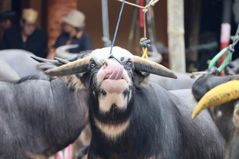 bufalos tana toraja